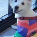 더 퍼피즈 블루 오션 쿡 이미지