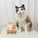 고양이 오메가3, 털빠짐 피부병 영양제 프롬더셀 후기