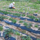 앞뜰농장 이미지