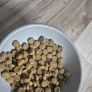 토우 | 건강한 영양식 토우 고양이 사료 후기