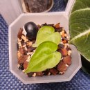 클라리네 이미지