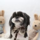 루루퍼피 이미지