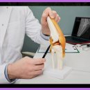 자주고름 이미지