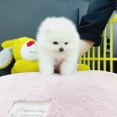 야옹아 멍멍해봐 계림점 | 광주 강아지 분양 계림동 애견샵 용품부터 미용까지