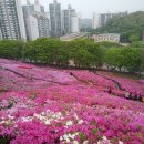 철쭉동산 이미지