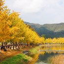 은행나무길 이미지