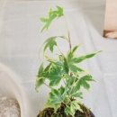 안녕피오나