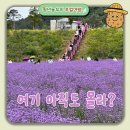 6월 아니면 1년 기다려! 무릉별 유천지 라벤더 축제 입장료 후기