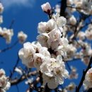 오늘의 탄생화 (10월 24일) 매화 (Prunus Mume) 이미지