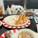 큐리애견 이미지