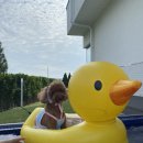 일리스테이 펜션 이미지