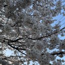 금파2 | 김포 사우동 계양천 벚꽃 명소 카페 ㅣ 금파 1832 ㅣ 벚꽃축제 분위기 좋은 데이트 카페 추천