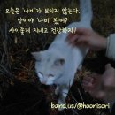 우리동네개냥이 네이버블로그