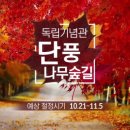 단풍나무 네이버블로그