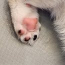 똥꼬 발랄 펫샵 | 서울 입양 가능한 애견카페 유기견 보호소 다시사랑받개