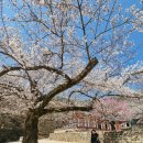 목련(아)1단지경로당 | [부안3] 소노벨변산 조식뷔페후기 /내소사 벚꽃만개🌸 /슬지제빵소소금빵 /곰소염전 젓갈단지 곰소소금