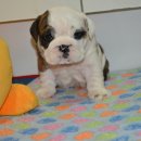 누리켄넬 이미지