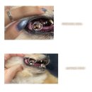 (주)신기사 | [제품리뷰] 프로덴 플라그오프 덴탈케어본 터키 크랜베리 오리지널 / 신기펫케어 / 강아지치석제거...