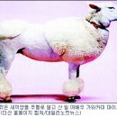 양이네 이미지