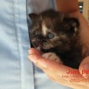 JUN PET(준펫) 이미지