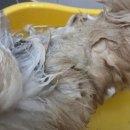 더봄애견 | 저자극 강아지샴푸 추천, 민감한 피부병에도 안심하고 쓰는 마음더 애견샴푸 후기