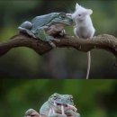 개구리PC방 이미지