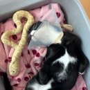 달사냥인형뽑기 | 고양이 입양 후 적응 방법 - 친해지기, 애착인형 만들기