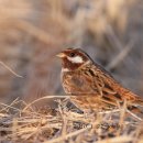 [희귀종] 흰머리멧새(Pine Bunting) 이미지