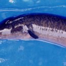 천지연무태장어천지연 이미지