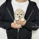 푸숑푸숑 이미지