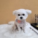 누리애견미용 이미지