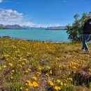 켄터베리치킨 | 뉴질랜드 테카포 호수의 루피너스, 존 써밋 들판의 애기수영! 꿈길같은 꽃길이어라