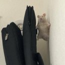 비스트로 딤섬 이미지