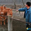오향1리 뉴시스