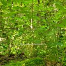 초례산 숲속 힐링로드 이미지