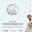 내 강아지의 봄 일산애견유치원&애견호텔 이미지