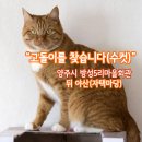 고양이를찾습니다,코숏,치즈태비,경기도 양주시 방성5리마을회관 뒤 야산(자택마당) 이미지
