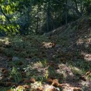 송이네농장 이미지