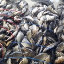 요덕골낚시터 이미지