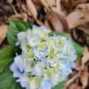 내린천펜션계곡사랑 이미지