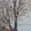 (주)정원 | 순천만국가정원 4월 1째주 현황. 튤립이 아주 제대로 만개해서 멋지네요~