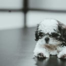 김포씨엘동물의료센터 네이버블로그