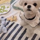 부산애견호텔 강아지 유치원 맘바이 서면본점 | 친절하고 깨끗한 부산애견호텔 강아지유치원 맘바이 서면본점