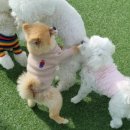 오늘도 신나개 이미지