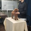 집에서도 간단히 반려견 미용 이미지