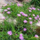 수영장민박 이미지