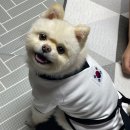 도람도람 이미지