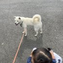 경남하동지역자활센터꿈그린터 | 하동에서 아이와 가볼만한 곳 ( 해뜰목장, 송림공원, 하동 어린이정정원, 악양 카페 정서리, 악양초등...