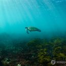 푸른바다거북, &#39;멸종 위기&#39;에서 벗어나 이미지