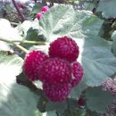 우대농장 이미지